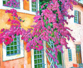 Bougainvillea 2020